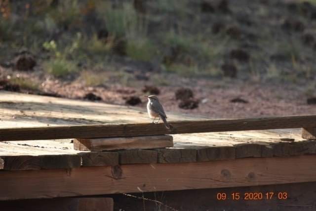 Rock Wren - ML263258971