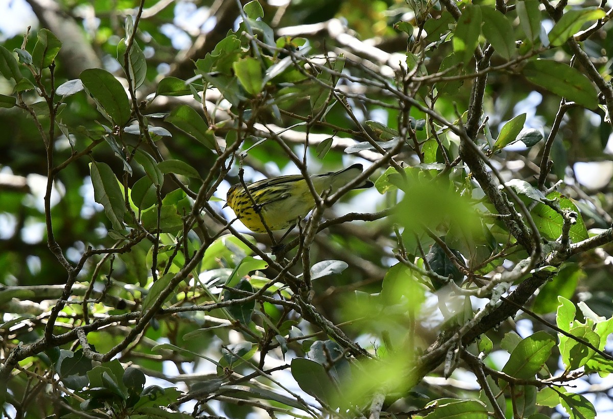 Cape May Warbler - ML263259031