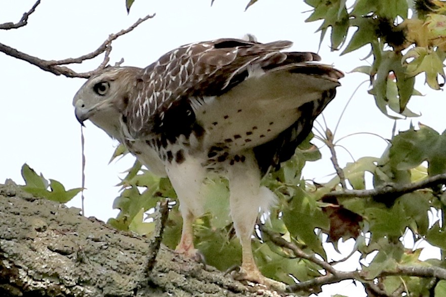 Red-tailed Hawk - ML263259581