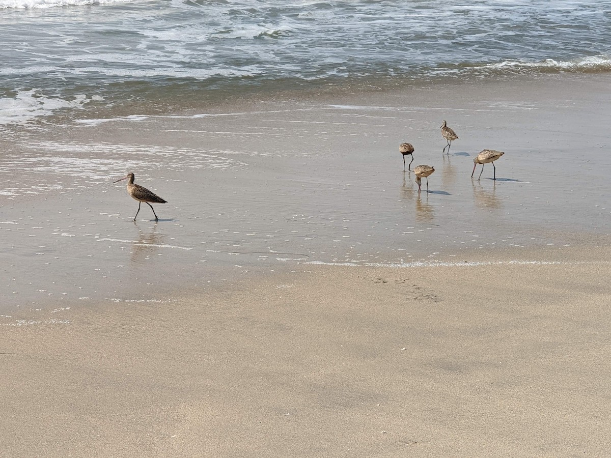 Marbled Godwit - ML263259651