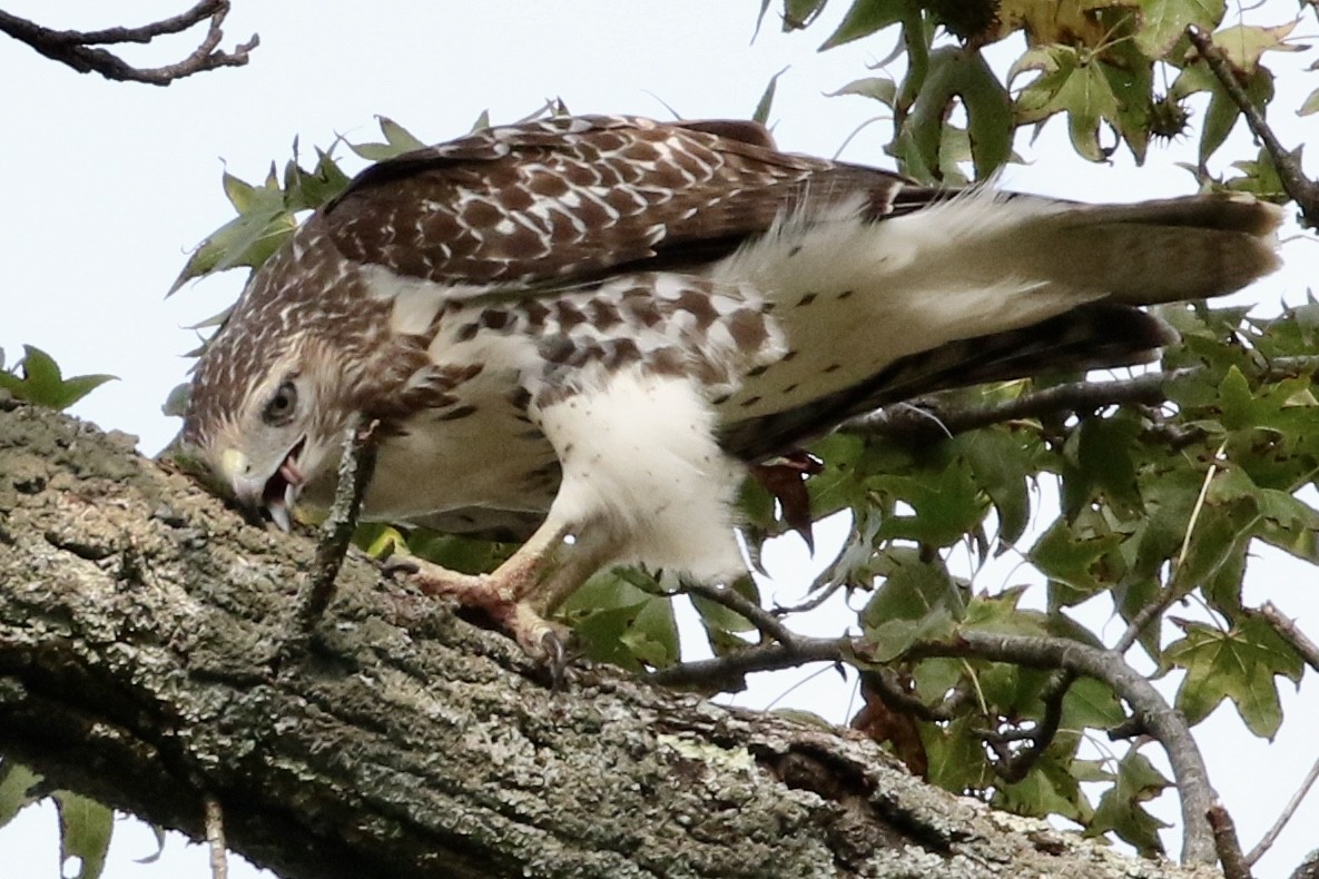 Red-tailed Hawk - ML263259671