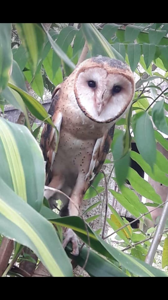 Barn Owl - COA CHOGÜÍ (Loreto)