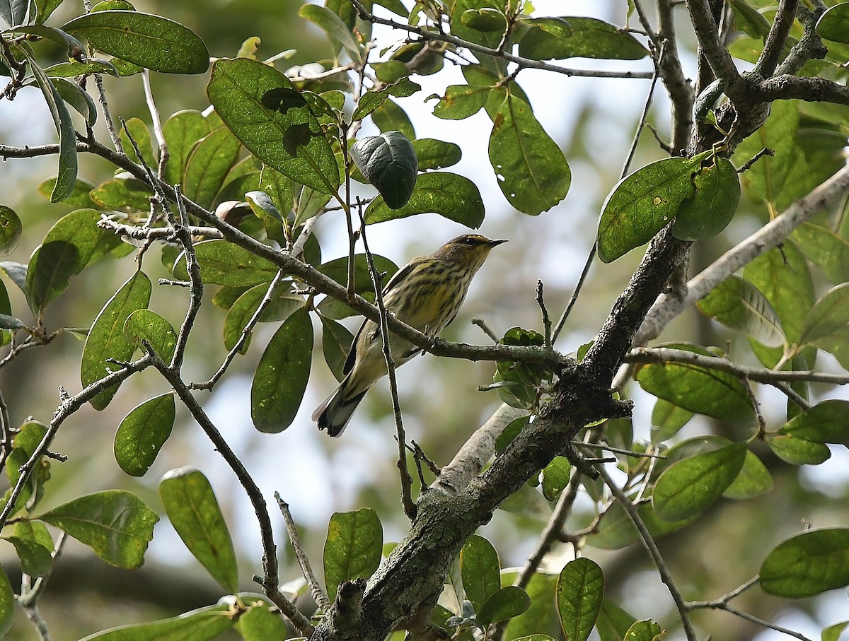 Cape May Warbler - ML263261371