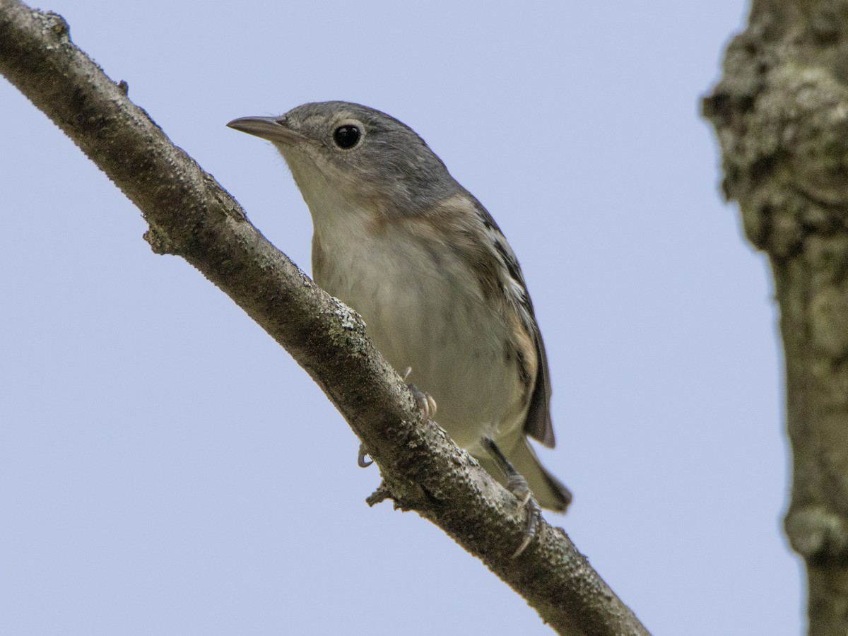new world warbler sp. - ML263261591