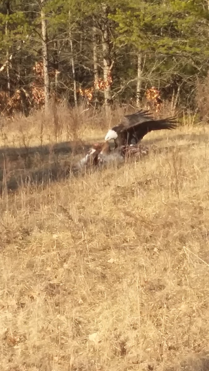 Bald Eagle - ML26326181