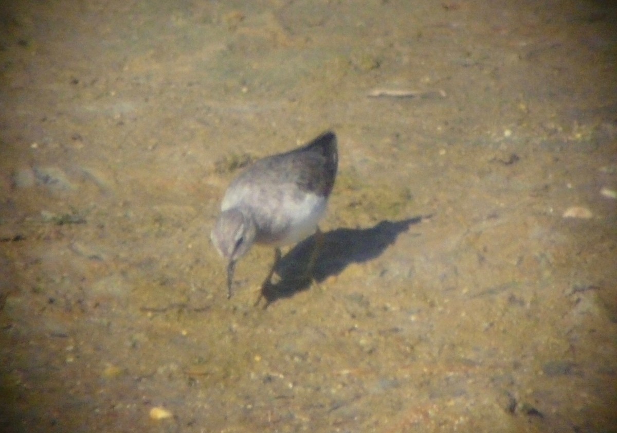 Temminck's Stint - ML26326341