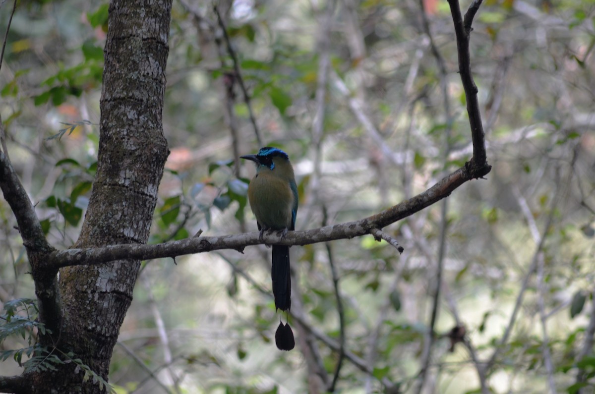 Lesson's Motmot - ML26326371