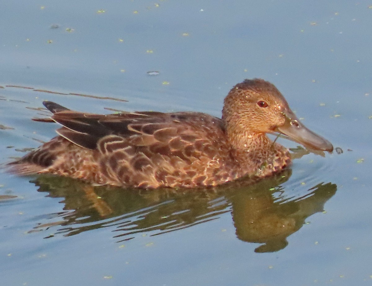 Cinnamon Teal - Diane Etchison