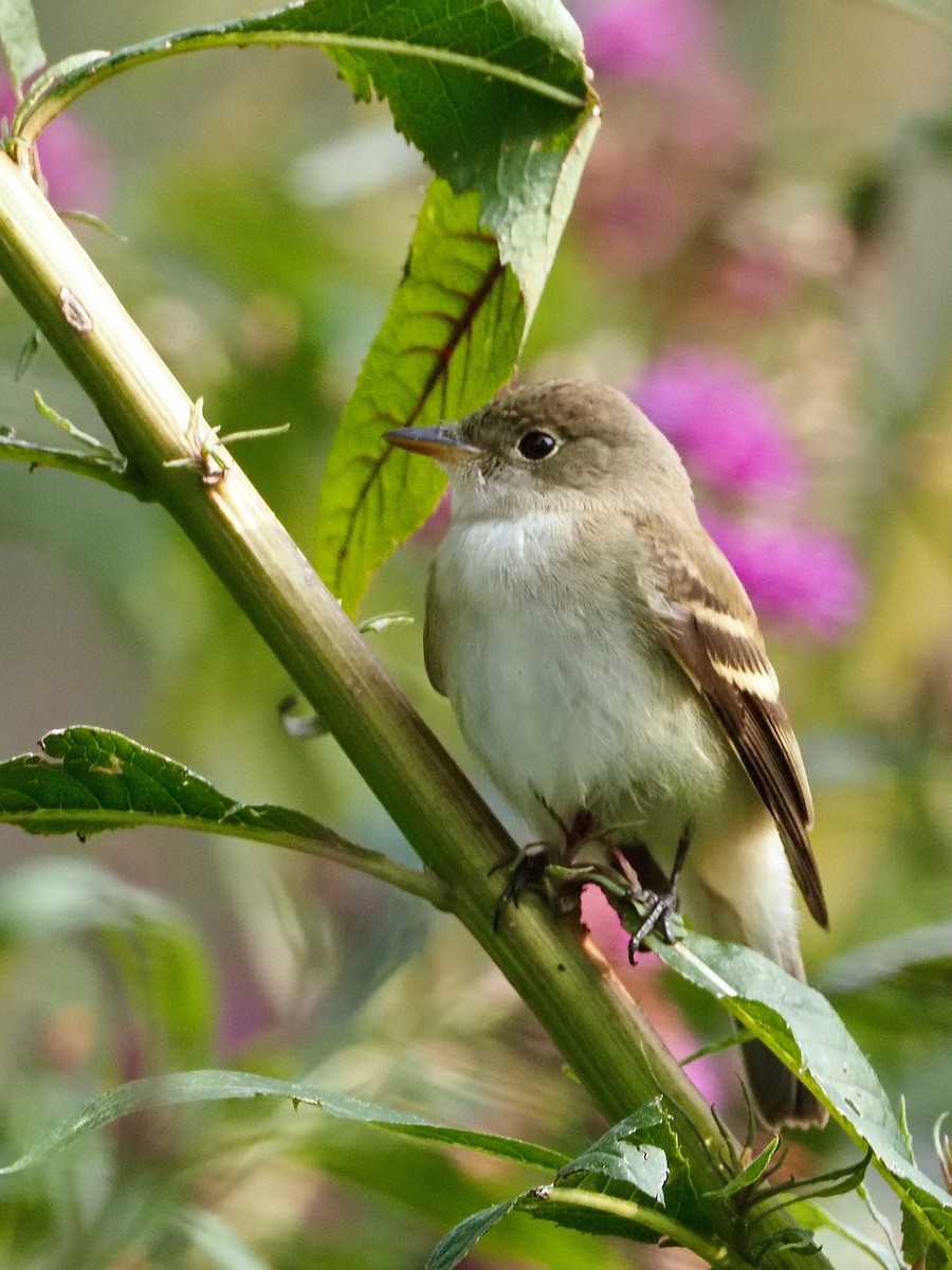 Alder/Willow Flycatcher (Traill's Flycatcher) - ML263265011