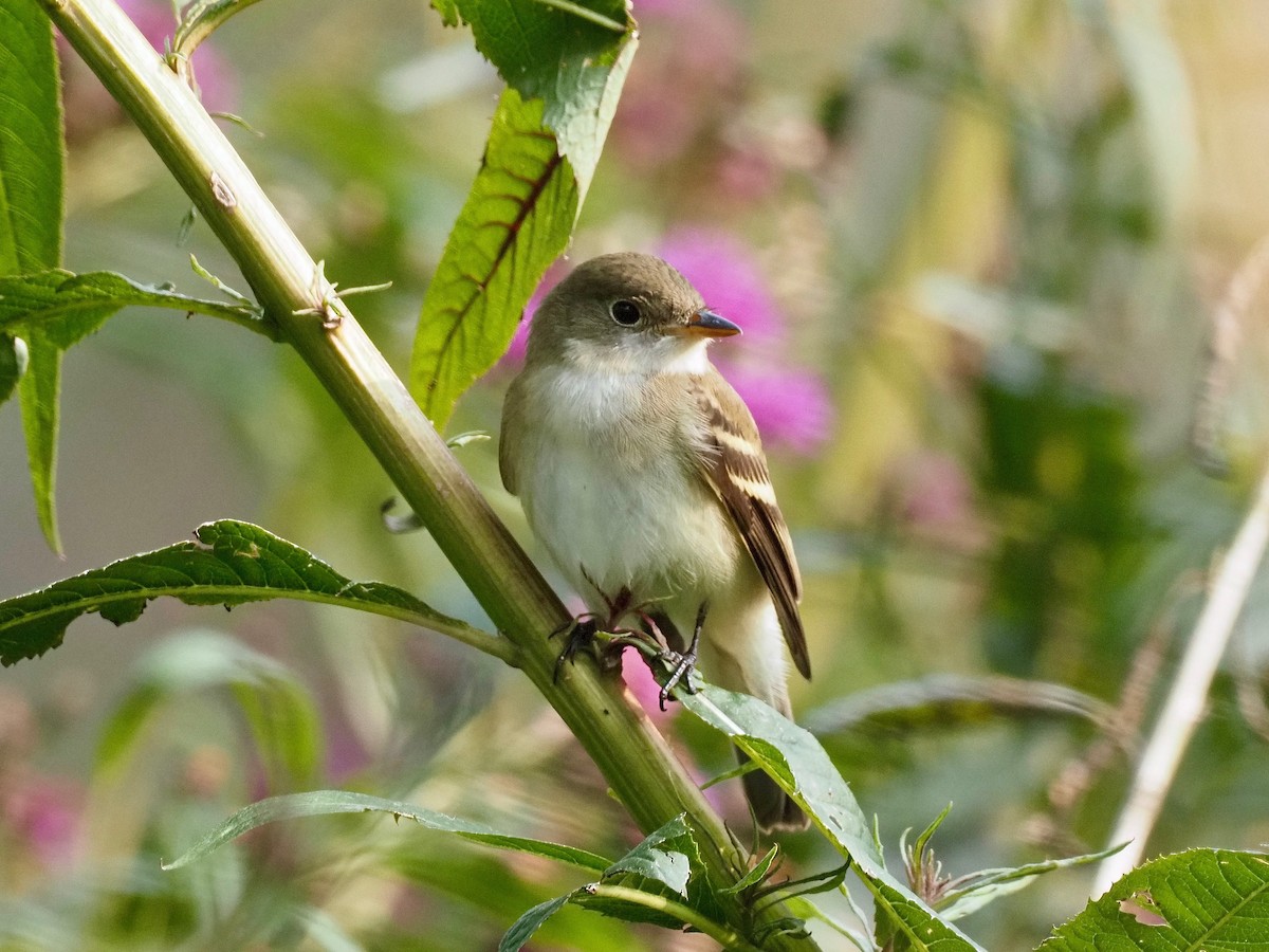 Alder/Willow Flycatcher (Traill's Flycatcher) - ML263265031