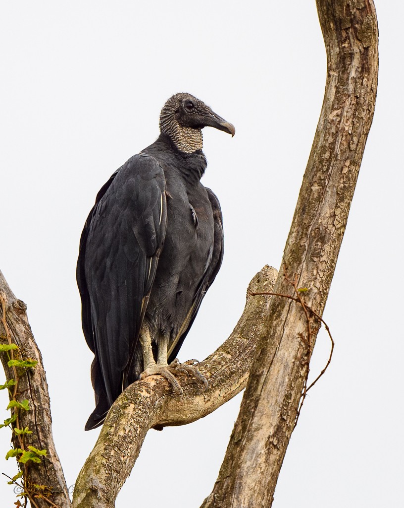 Black Vulture - Howard Cox