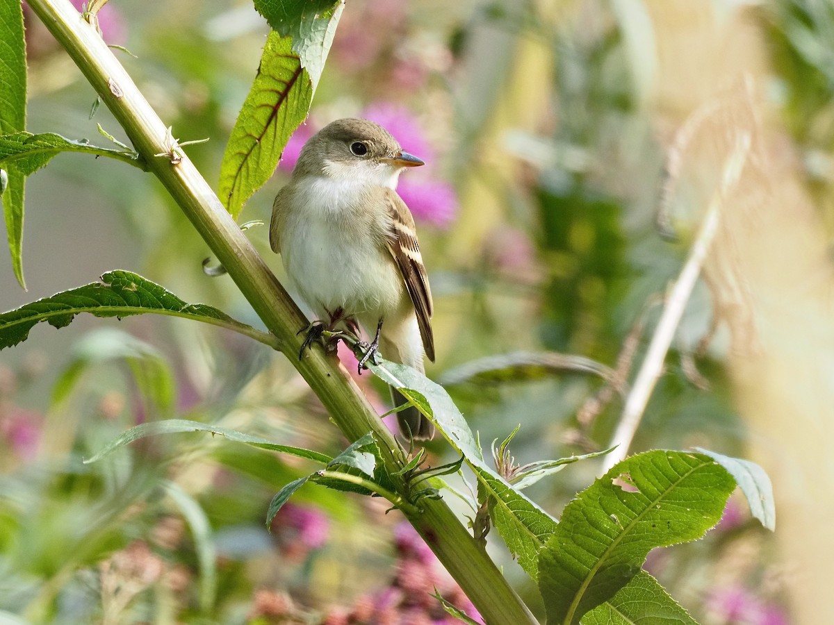 Alder/Willow Flycatcher (Traill's Flycatcher) - ML263267481