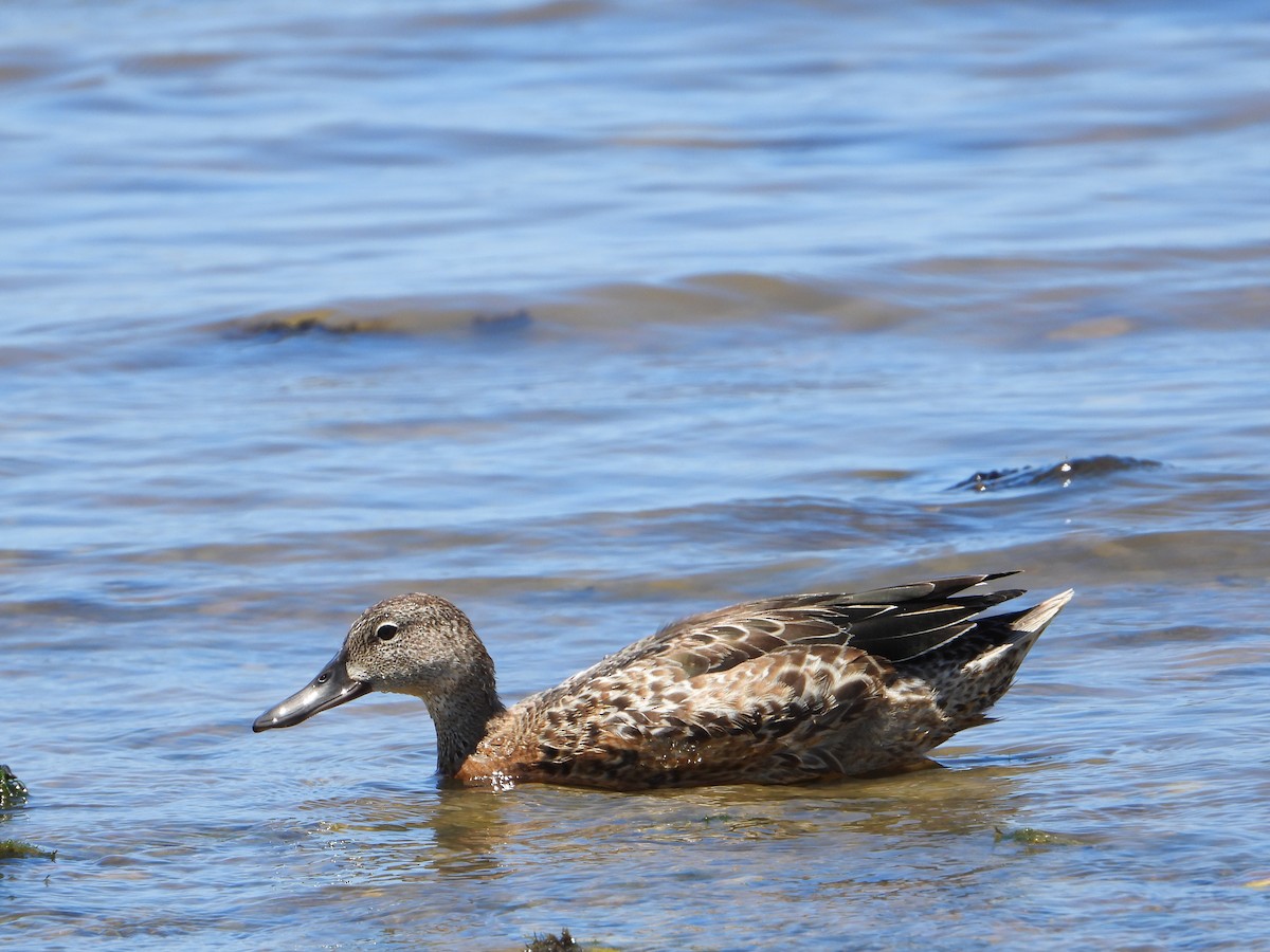 Blue-winged Teal - Joel Amaya (BirdwatchingRoatan.com)