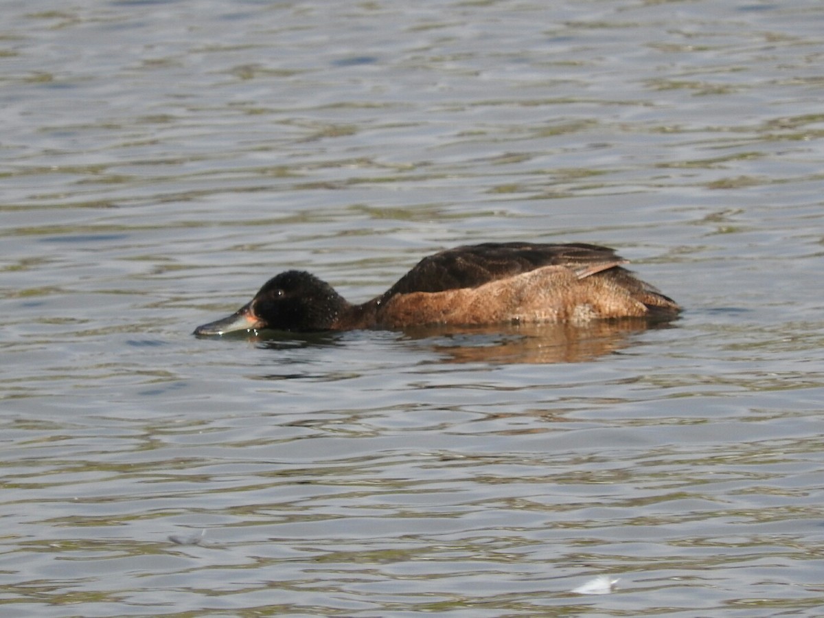 Black-headed Duck - ML263270431