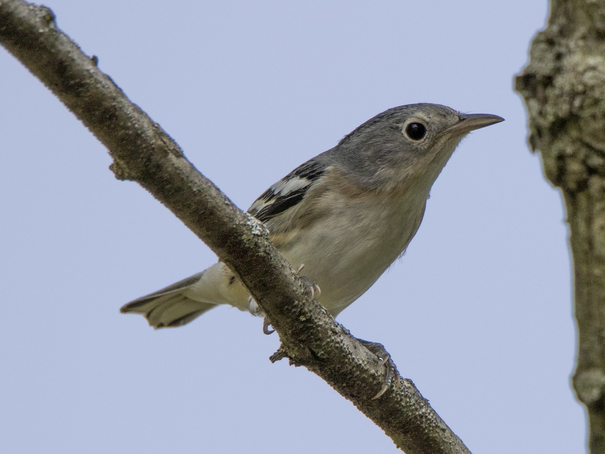 new world warbler sp. - ML263272211