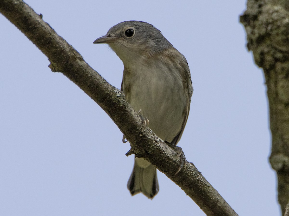 new world warbler sp. - ML263272581