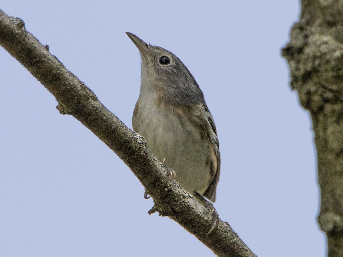new world warbler sp. - ML263273021