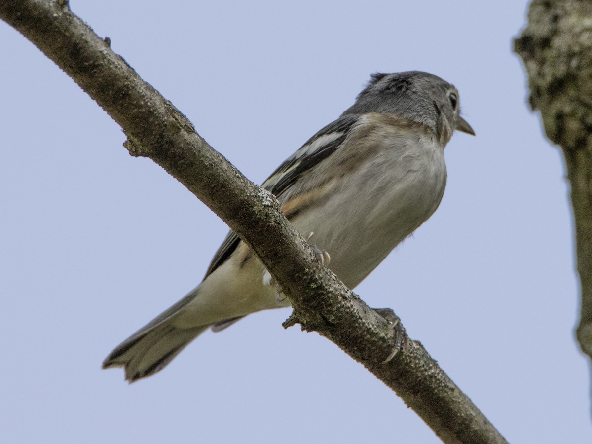 new world warbler sp. - ML263273371