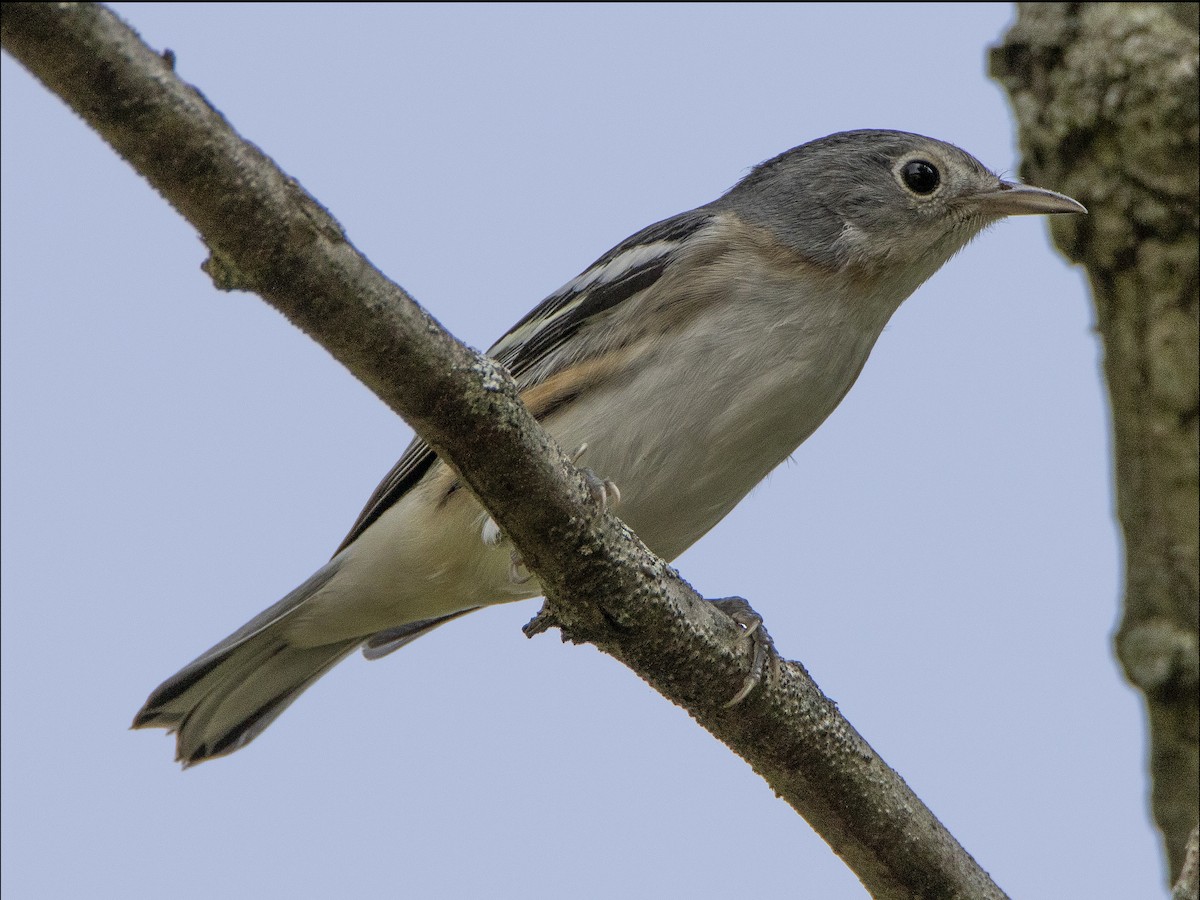 new world warbler sp. - ML263273391