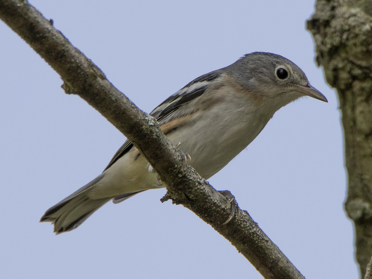 new world warbler sp. - Peter Kondrashov