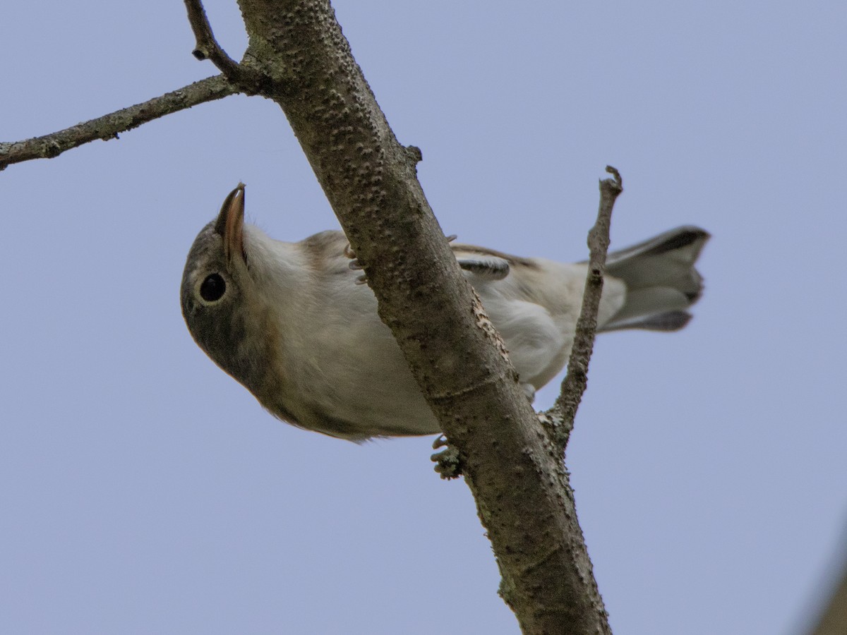 new world warbler sp. - ML263273861