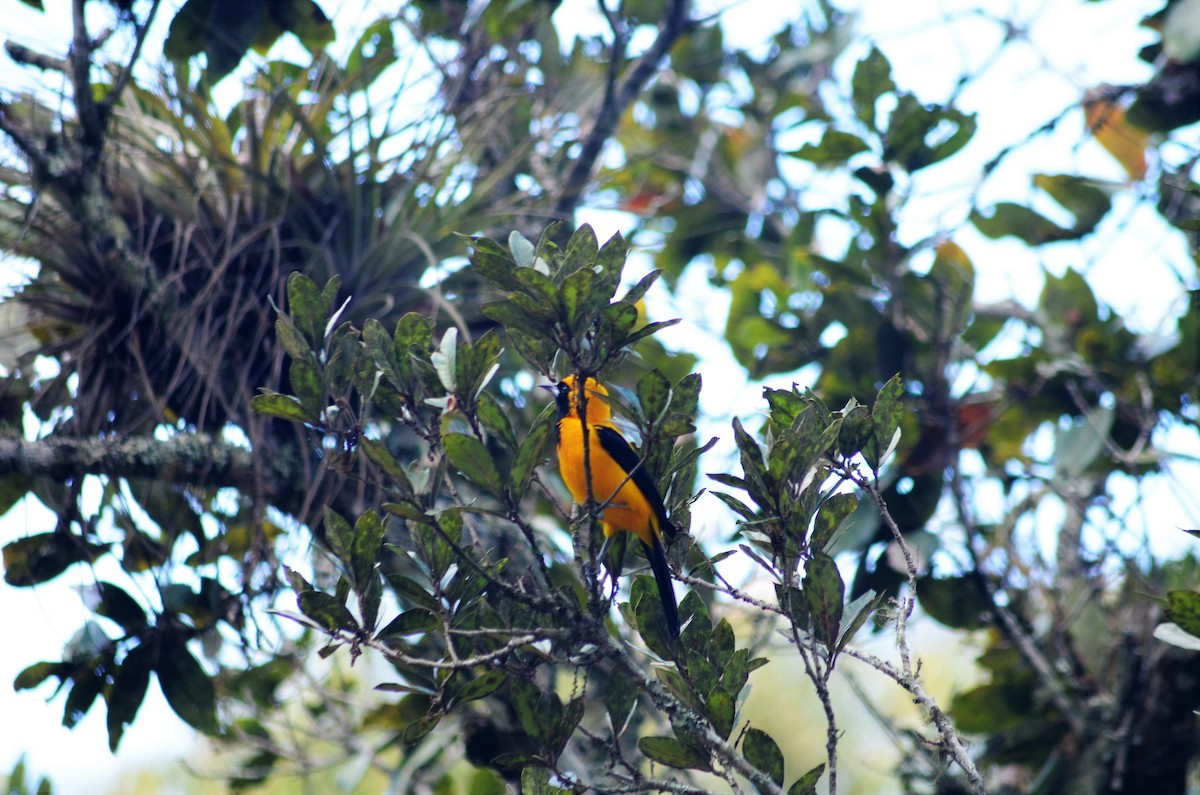 Yellow-backed Oriole - Stefany Lucia FloAn
