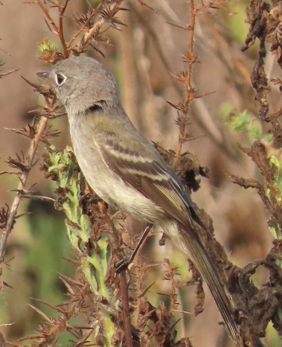 Gray/Dusky Flycatcher - Diane Etchison