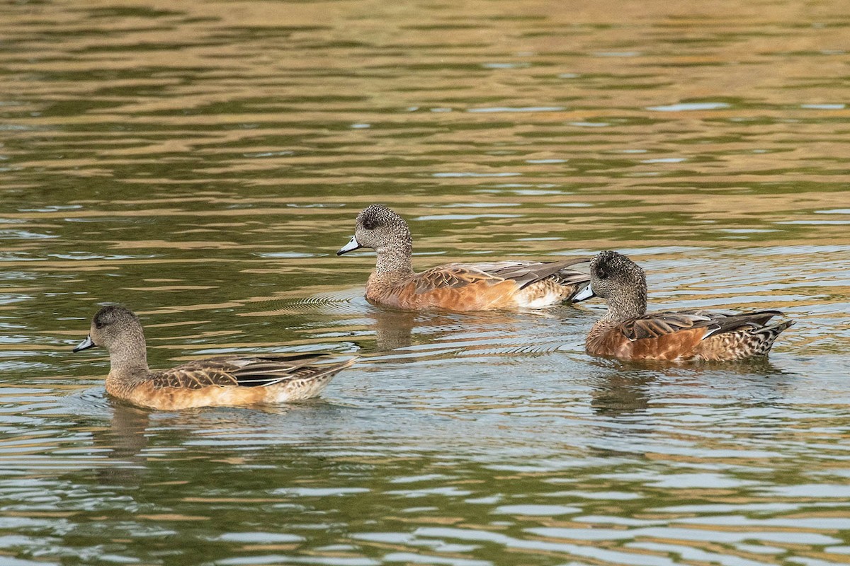 American Wigeon - ML263275091