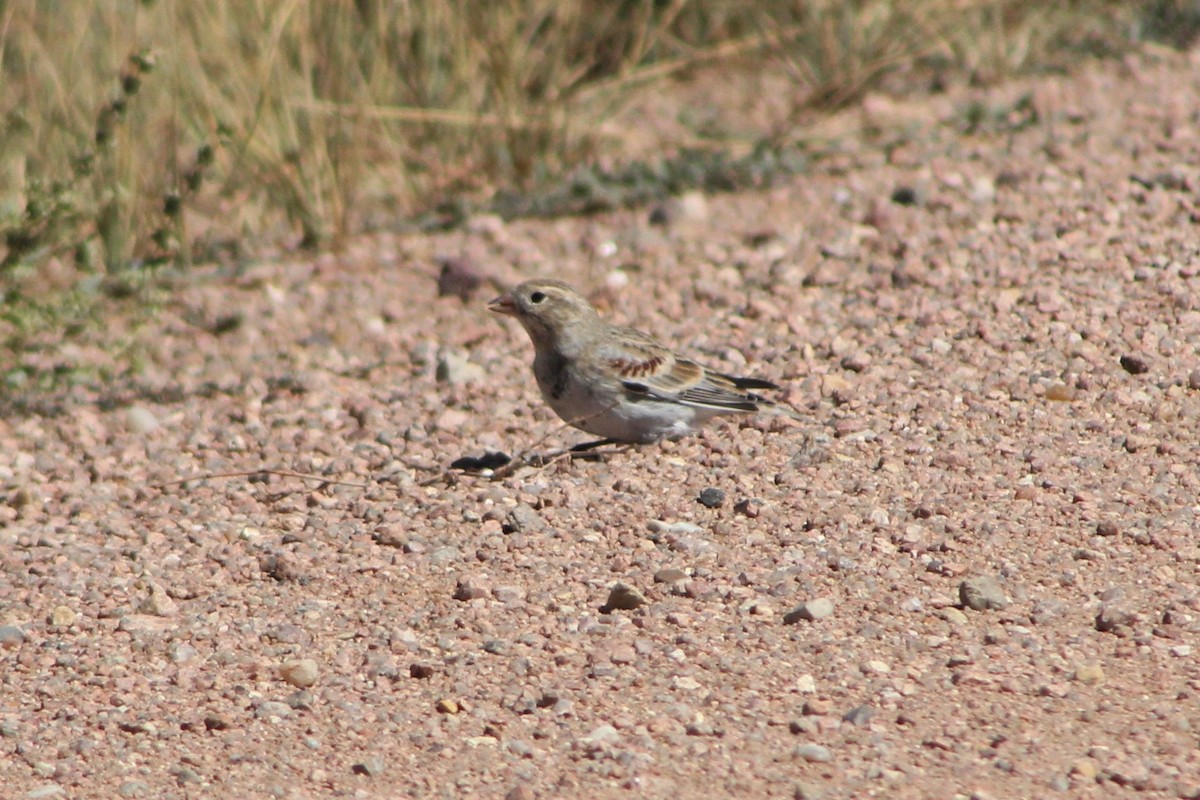 Thick-billed Longspur - ML263275391