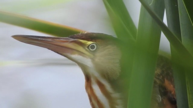 Least Bittern - ML263276921