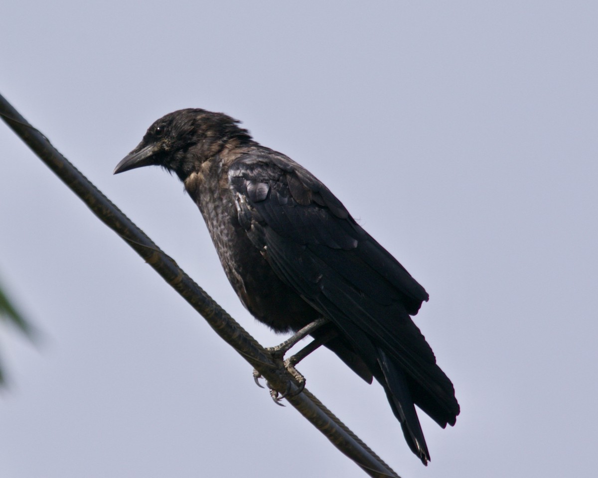 American Crow - Dave Bengston