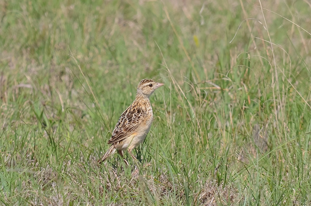 Rudd's Lark - Augusto Faustino