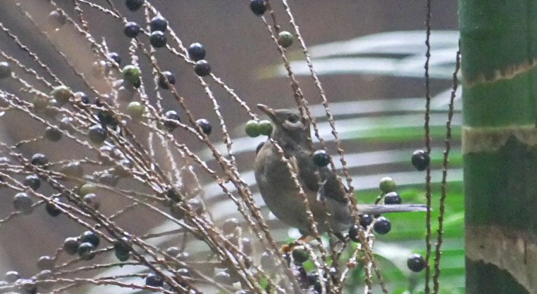 kolibřík šupinkohrdlý - ML263279601