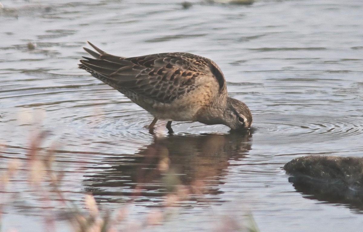 Long-billed Dowitcher - ML263280591