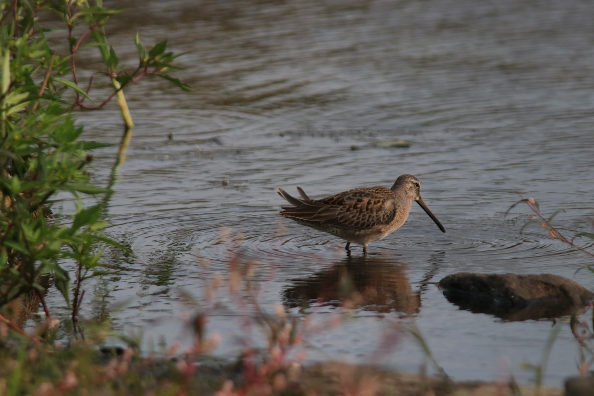 Long-billed Dowitcher - ML263280601