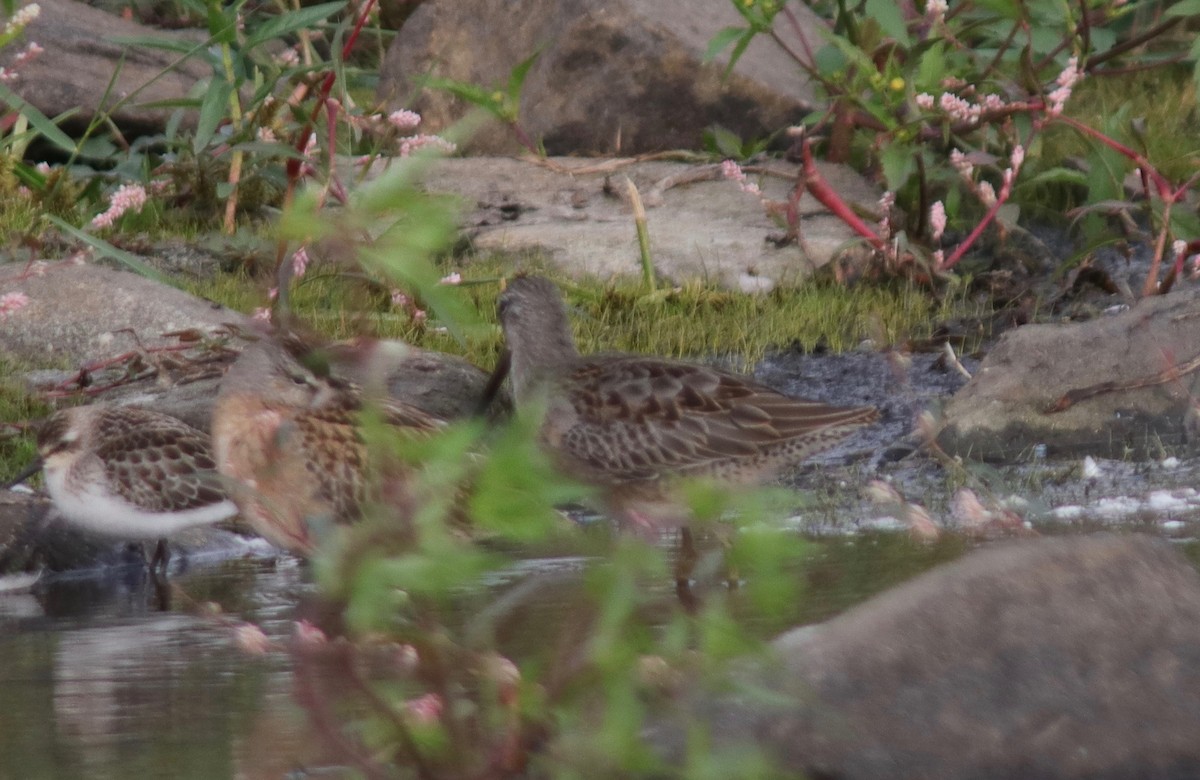 Long-billed Dowitcher - ML263280921