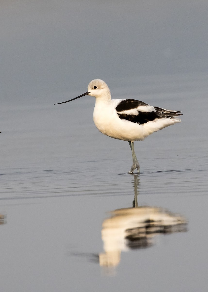 American Avocet - ML263281121