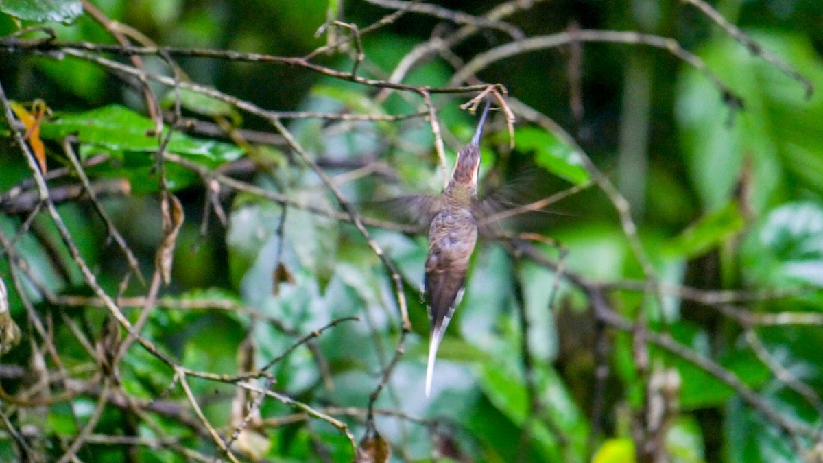 Scale-throated Hermit - ML263281991