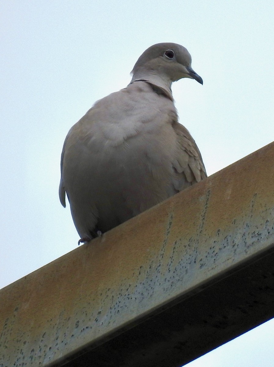 Eurasian Collared-Dove - ML263282211