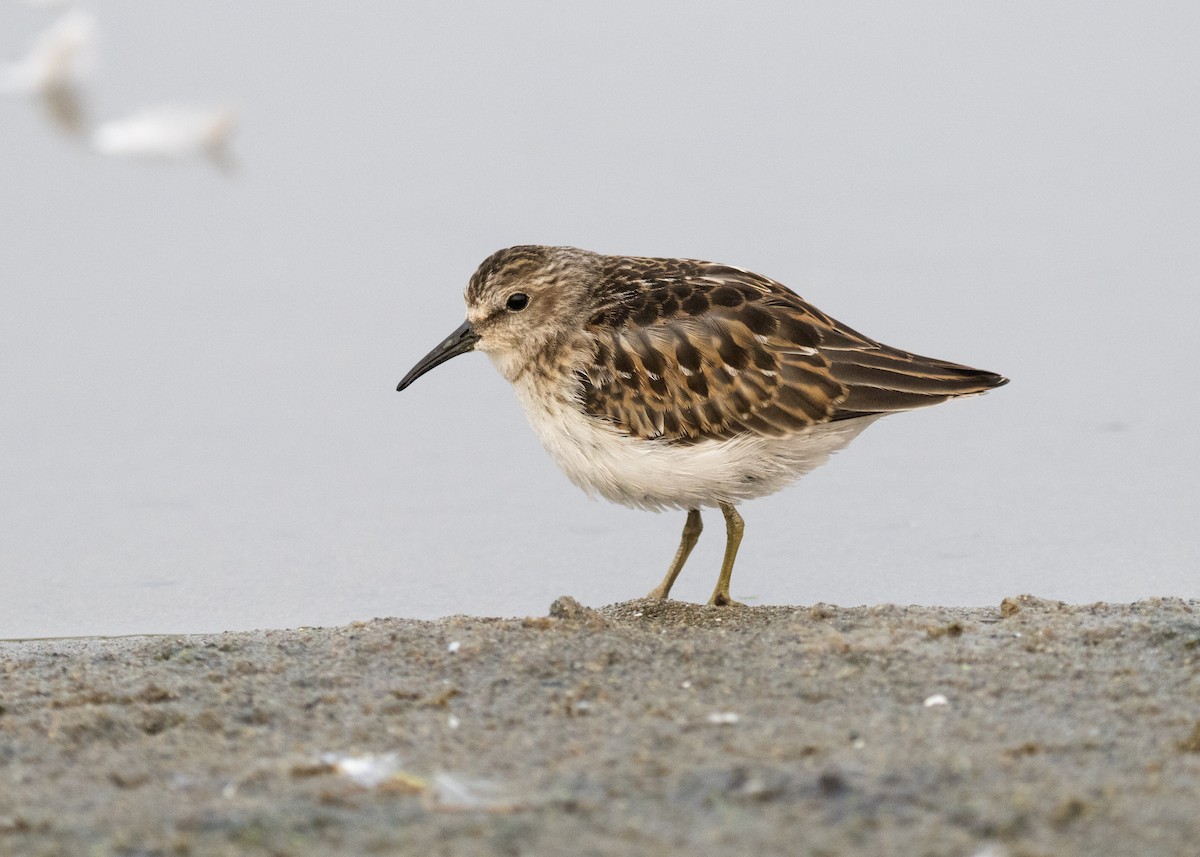 Least Sandpiper - ML263282381