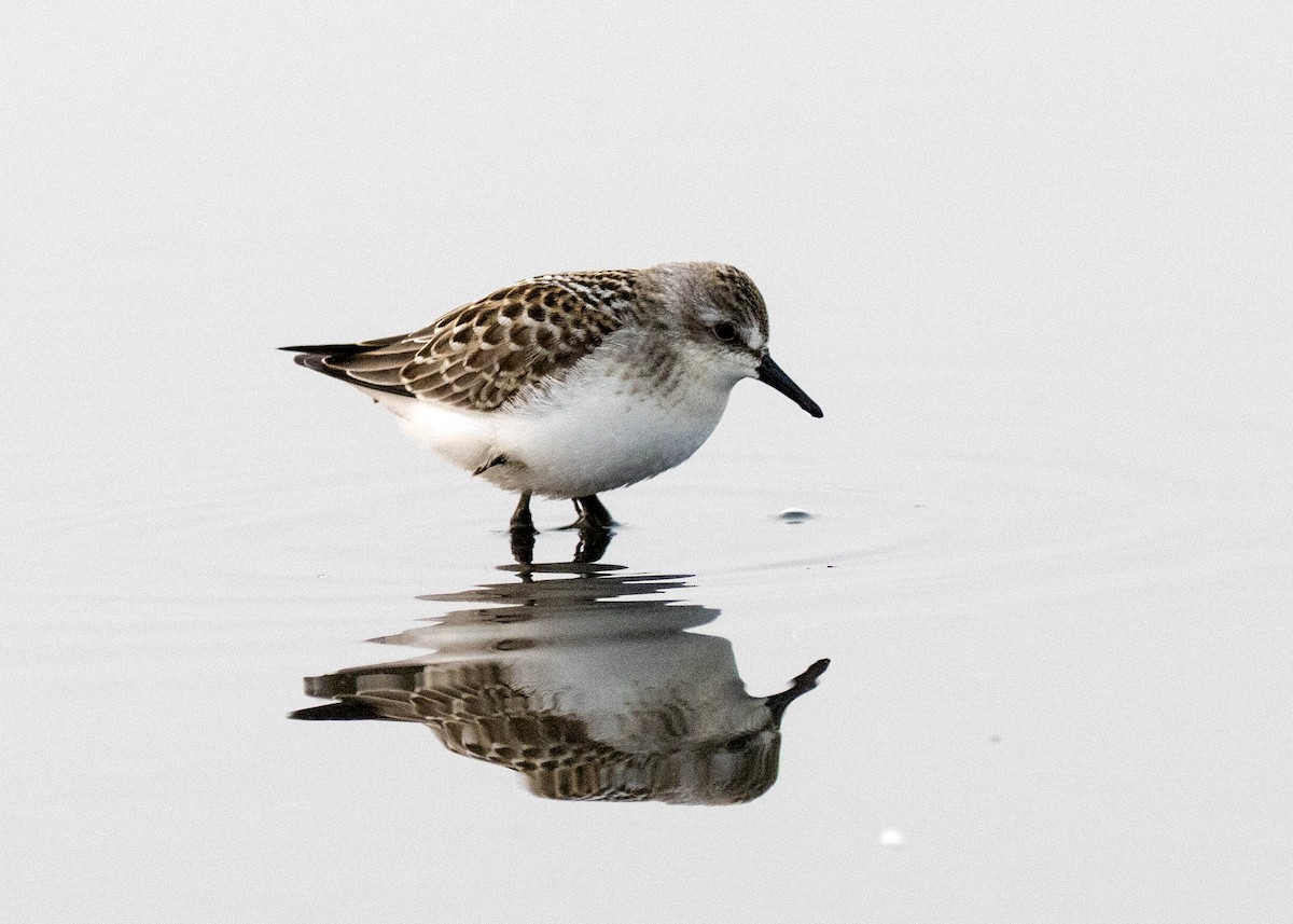 Semipalmated Sandpiper - ML263282401