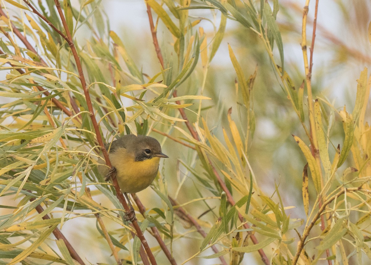 Common Yellowthroat - ML263283481