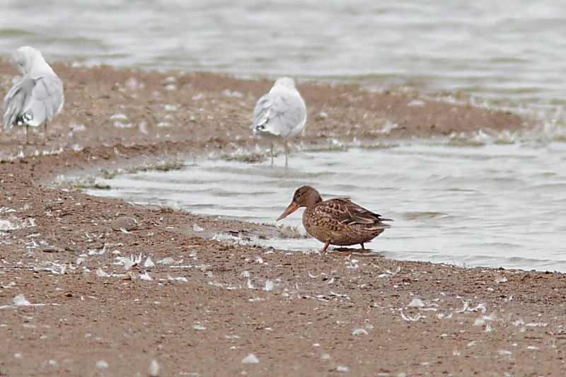 Northern Shoveler - ML263283581