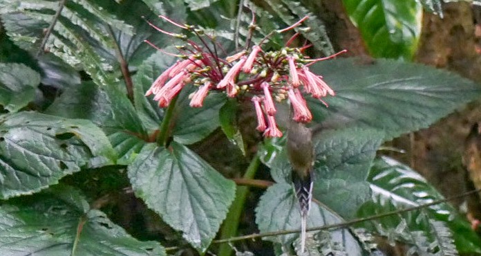 Чешуегорлый колибри-отшельник - ML263283841