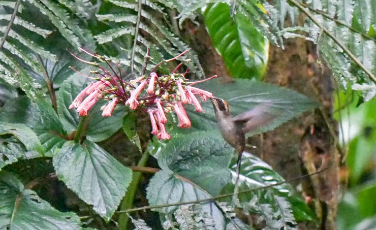 kolibřík šupinkohrdlý - ML263283851