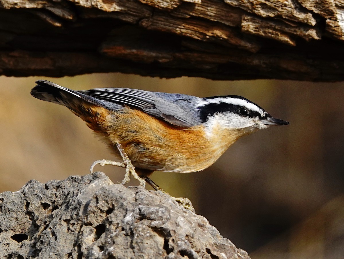 Mountain Chickadee - ML263286721