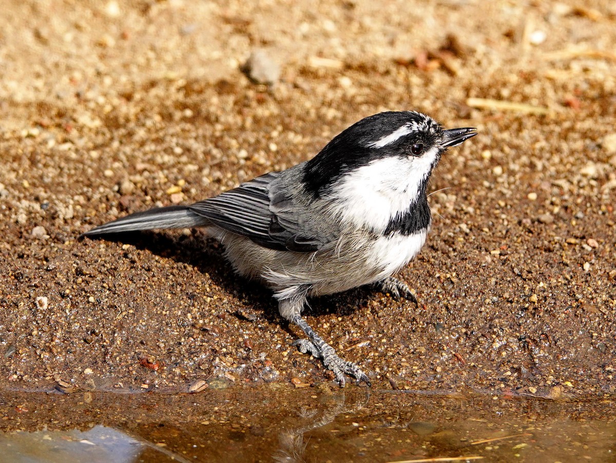 Mountain Chickadee - ML263286761