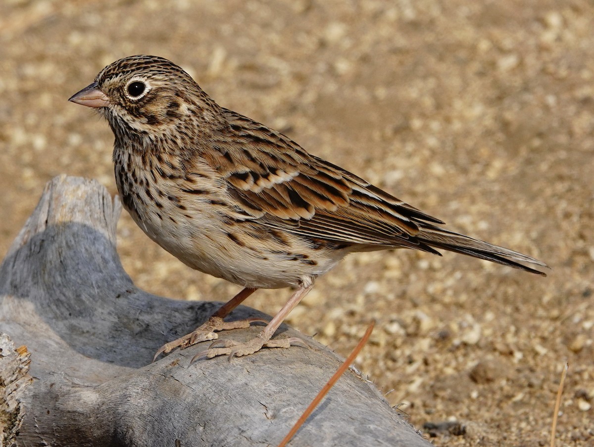 Vesper Sparrow - ML263288271