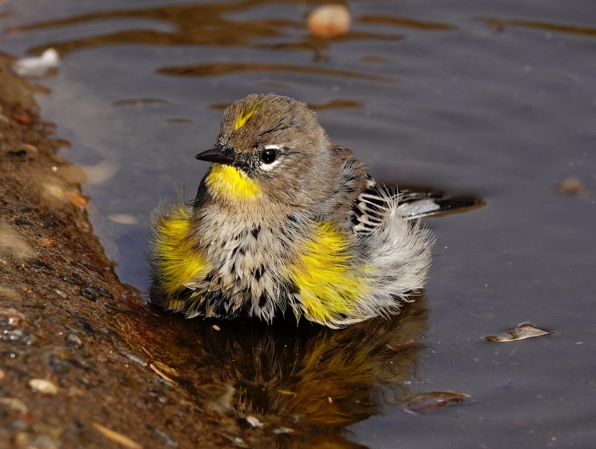 Yellow-rumped Warbler - ML263288281