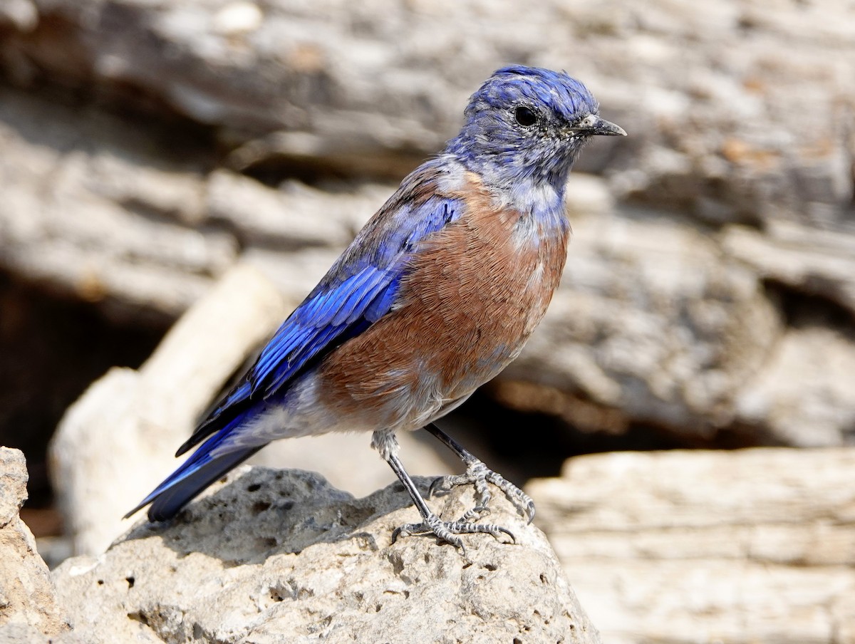 Western Bluebird - ML263290501